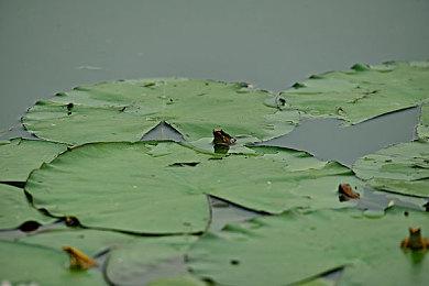 平台冒险游戏《蛙枪再战》下周推出 现已在Steam平台提供试玩Demo